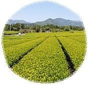 Clinary Grade-Yukino Matcha!  1kg/2.2lb (includes air freight via EMS, Japan post) taking about 7-21days