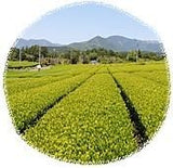 Clinary Grade-Yukino Matcha!  1kg/2.2lb (includes air freight via EMS, Japan post) taking about 7-21days